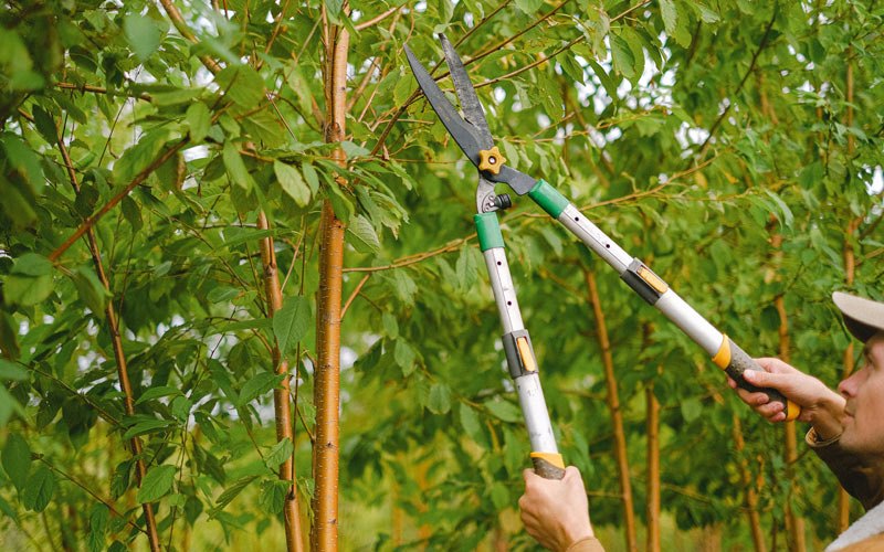 Tree trimming in Glenburn, ND